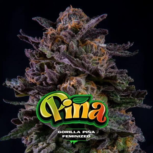 Gorilla piña