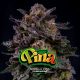 Gorilla piña