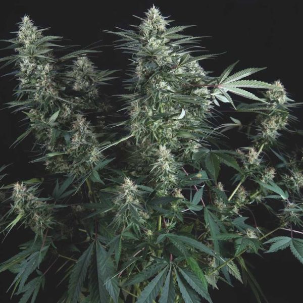 Super OG kush regular