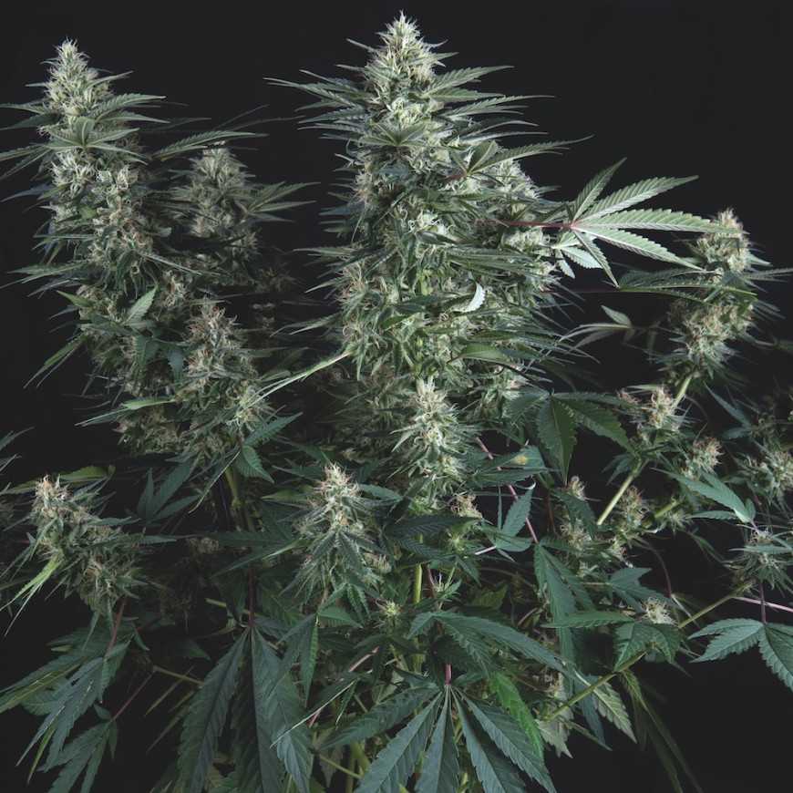 Super OG kush regular