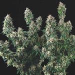 Tutankhamon x Cookies