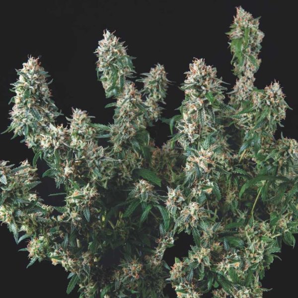 Tutankhamon x Cookies