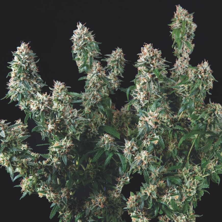Tutankhamon x Cookies