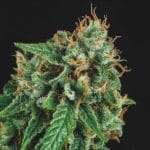 Tutankhamon x Gorilla glue