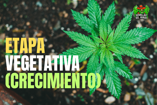 Planta Indoor en etapa vegetativa