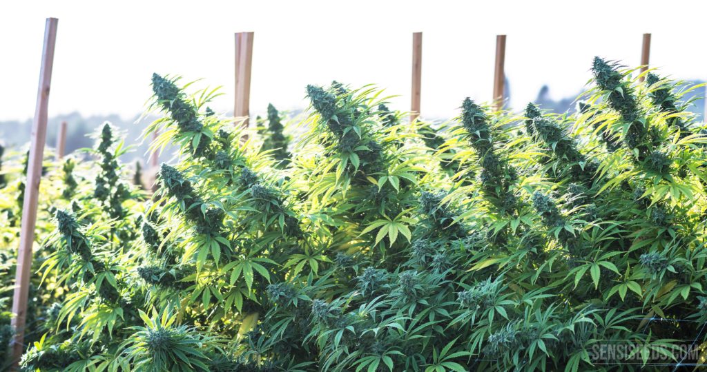 semillas de marihuana productora