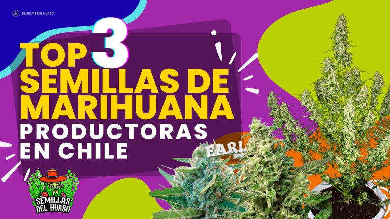 semilla de marihuana productora