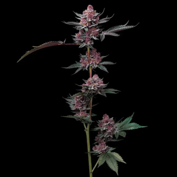 Cherry Poppers