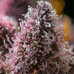 Cherry Poppers