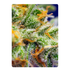 Crystal candy xl