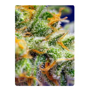 Crystal candy xl