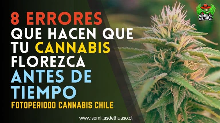 Fotoperiodo cannabis chile - semillas del huaso