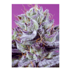 Diablos delight xl