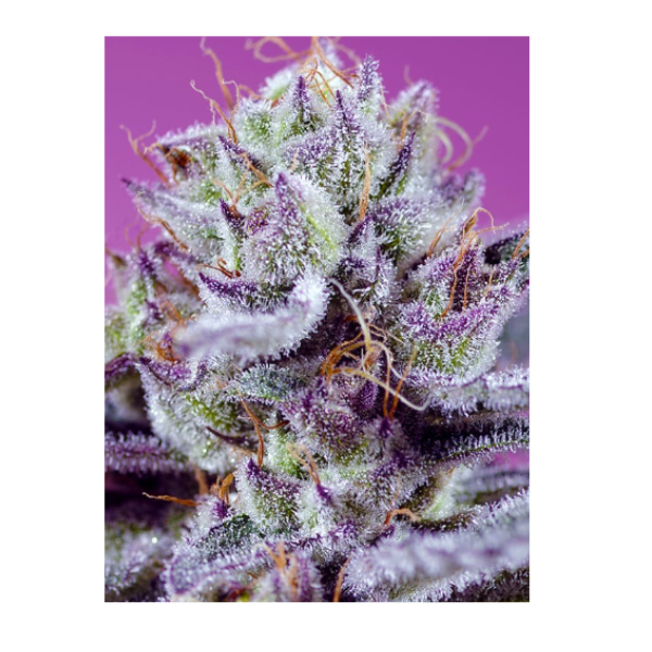 Diablos delight xl