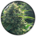 Biorealief cbd