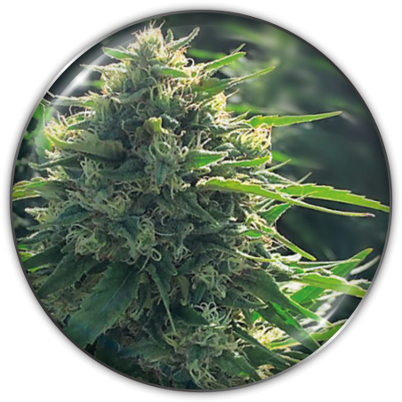 Biorealief cbd