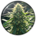 Biorealief cbd