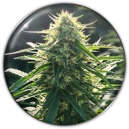 Biorealief cbd