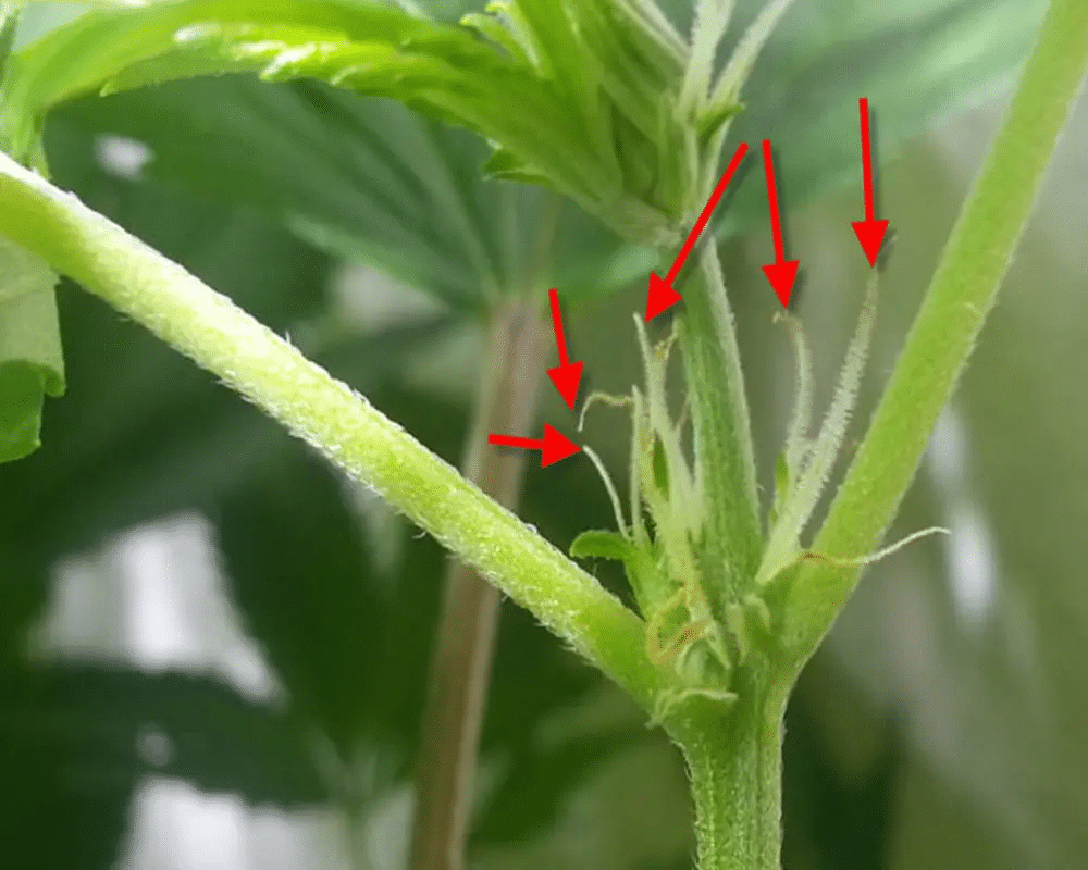 prefloración cannabis