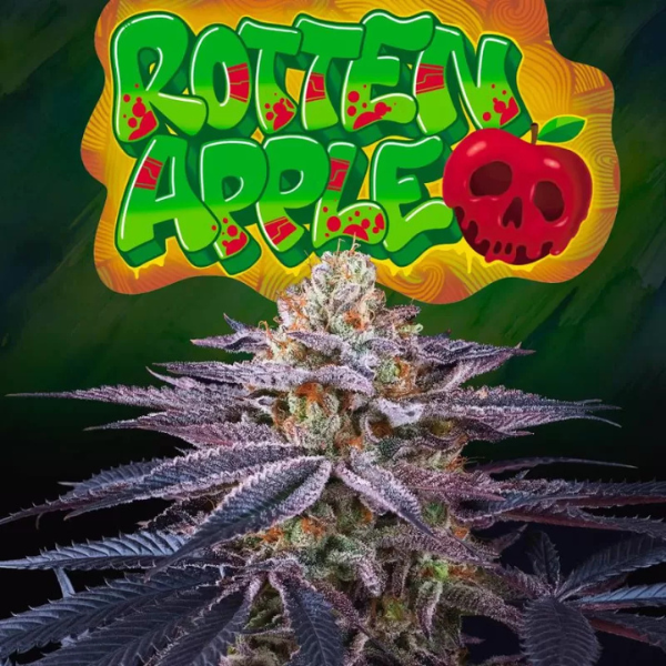Rotten Apple