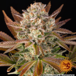 Jealousy - Barneys Farm
