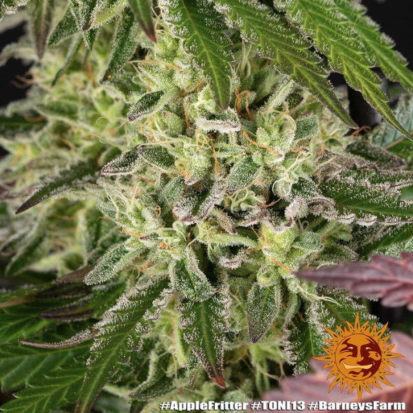 Apple fritter