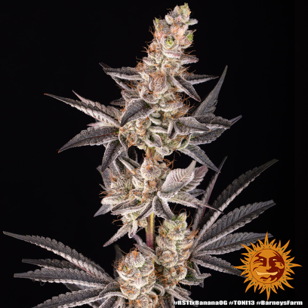 RS11 x Banana Og - Barneys Farm RS11 x Banana Og - Barneys Farm