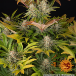 Jealousy - Barneys Farm