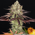 Apple fritter