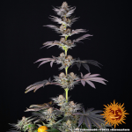 RS11 x Banana Og - Barneys Farm