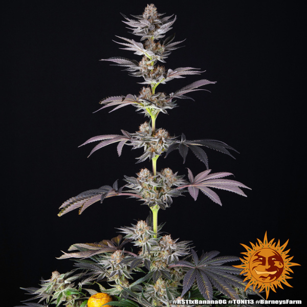 RS11 x Banana Og - Barneys Farm RS11 x Banana Og - Barneys Farm