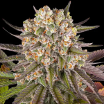 Limoncello - Barneys Farm