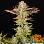 Jealousy - Barneys Farm