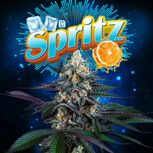 spritz