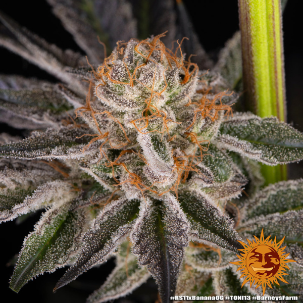RS11 x Banana Og - Barneys Farm