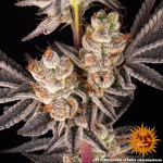 RS11 x Banana Og - Barneys Farm