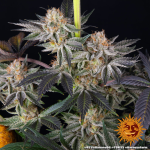 RS11 x Banana Og - Barneys Farm