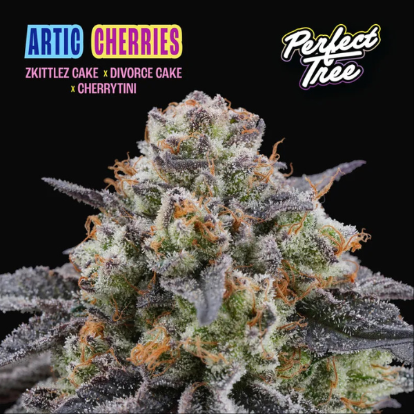 Artic Cherries - Perfect Tree
