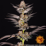 RS11 x Banana Og - Barneys Farm