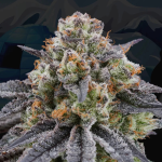 Artic Cherries - Perfect Tree
