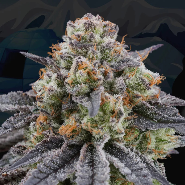 Artic Cherries - Perfect Tree