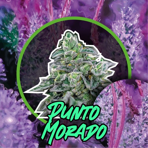 Punto Morado