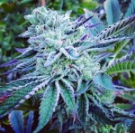 Cheese Cake Cookies Fem (1) - The kush brothers - Imagen 2