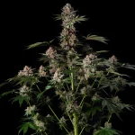 Tropical Jam Fem (x3) - Silent Seeds