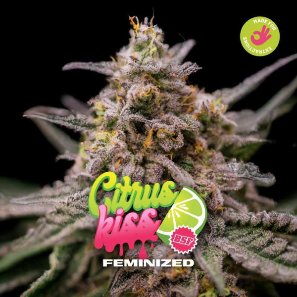 Citrus Kiss Fem - BSF Seeds