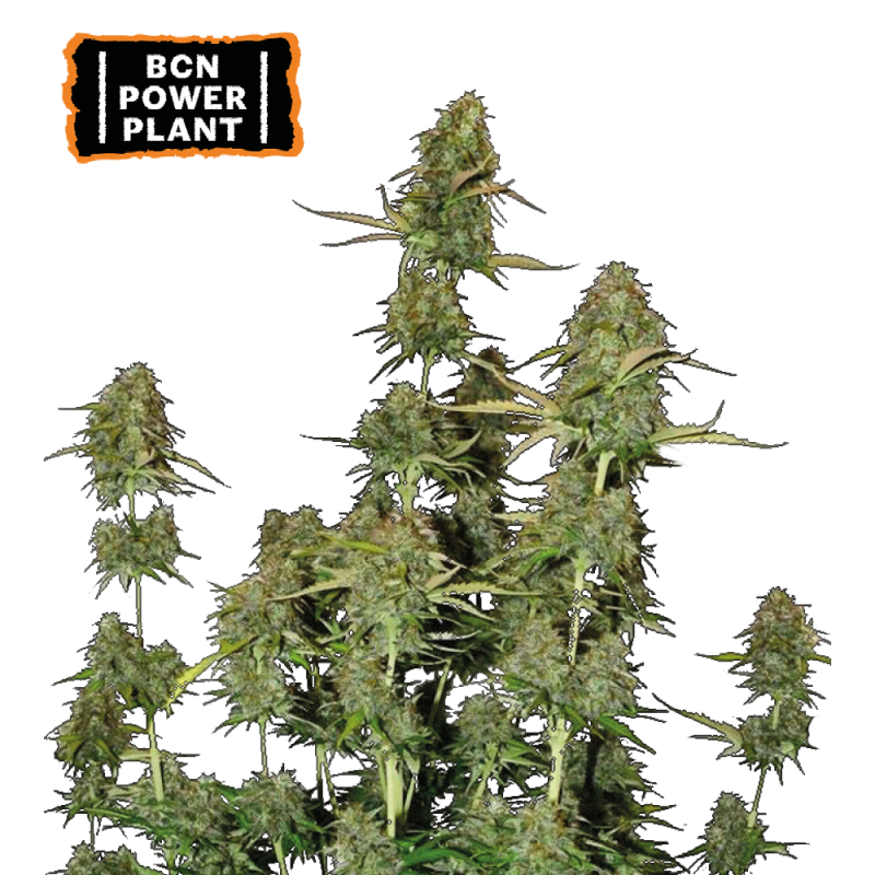 bcn-power-plant-semillas-de-cannabis-autoflorecientes BCN Power plant