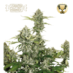candy dawg