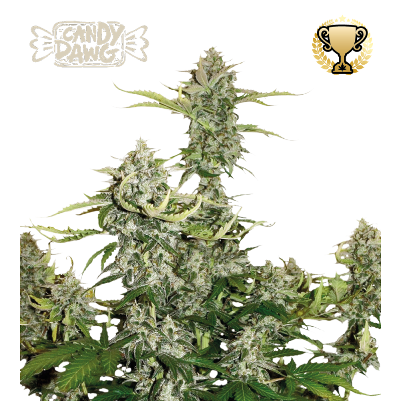 candy-dawg-autoflower-cannabis-seeds candy dawg