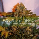 Northern Lights x Big Bud Ryder