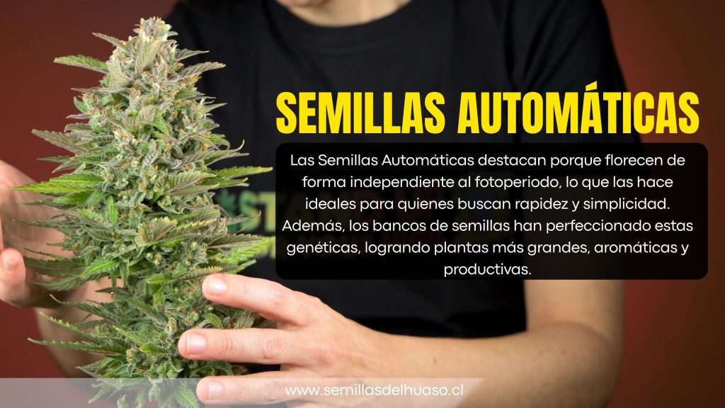 semillas automáticas